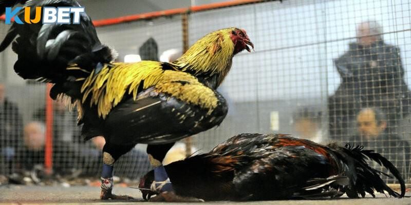 Đỉnh cao của những chú gà mạnh mẽ tại trang game Kubet 